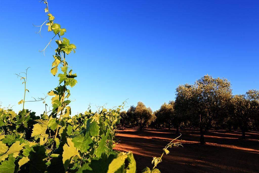 Herdade Da Calada Azaruja Extérieur photo