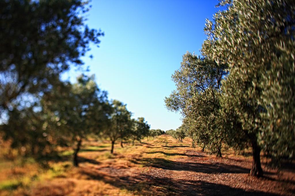 Herdade Da Calada Azaruja Extérieur photo