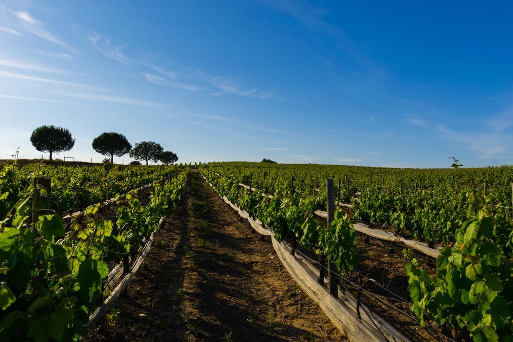 Herdade Da Calada Azaruja Extérieur photo